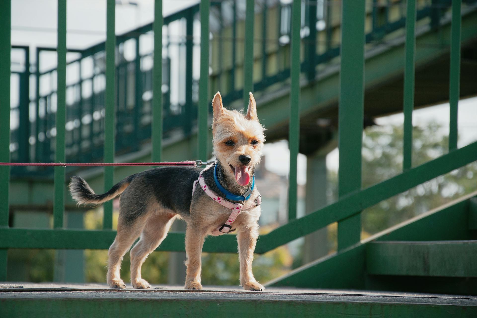 Un petit chien portant un harnais sur un pont