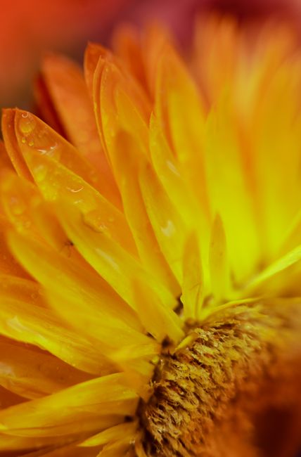 Macro photograph capturing details of vibrant yellow flower petals with water droplets.