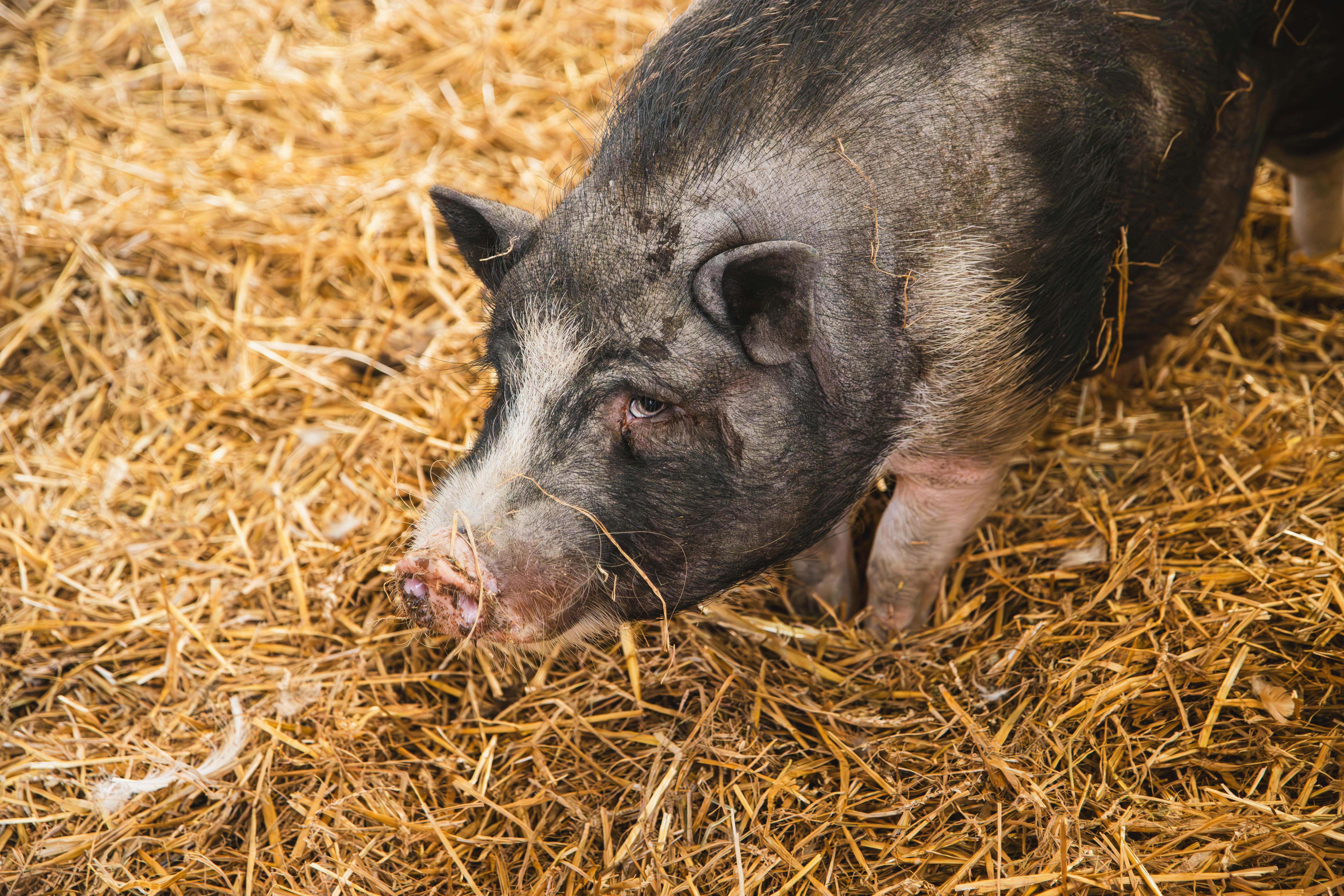 a pig is eating hay in a barn