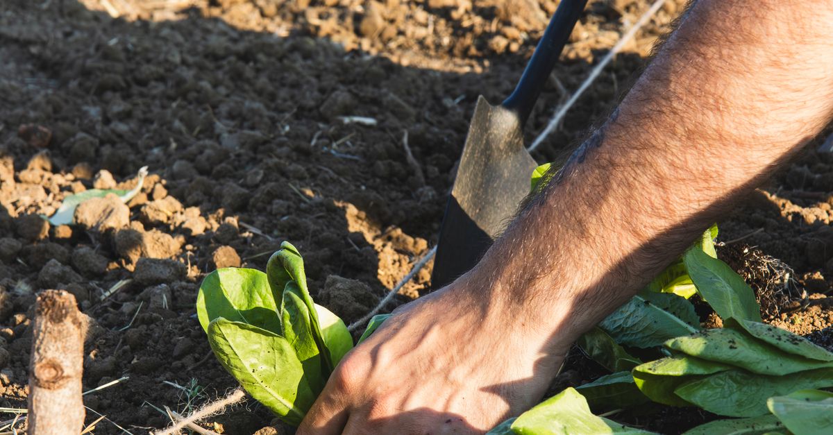 Dig Broccoli A person is digging vegetables in the ground · Free Stock Photo