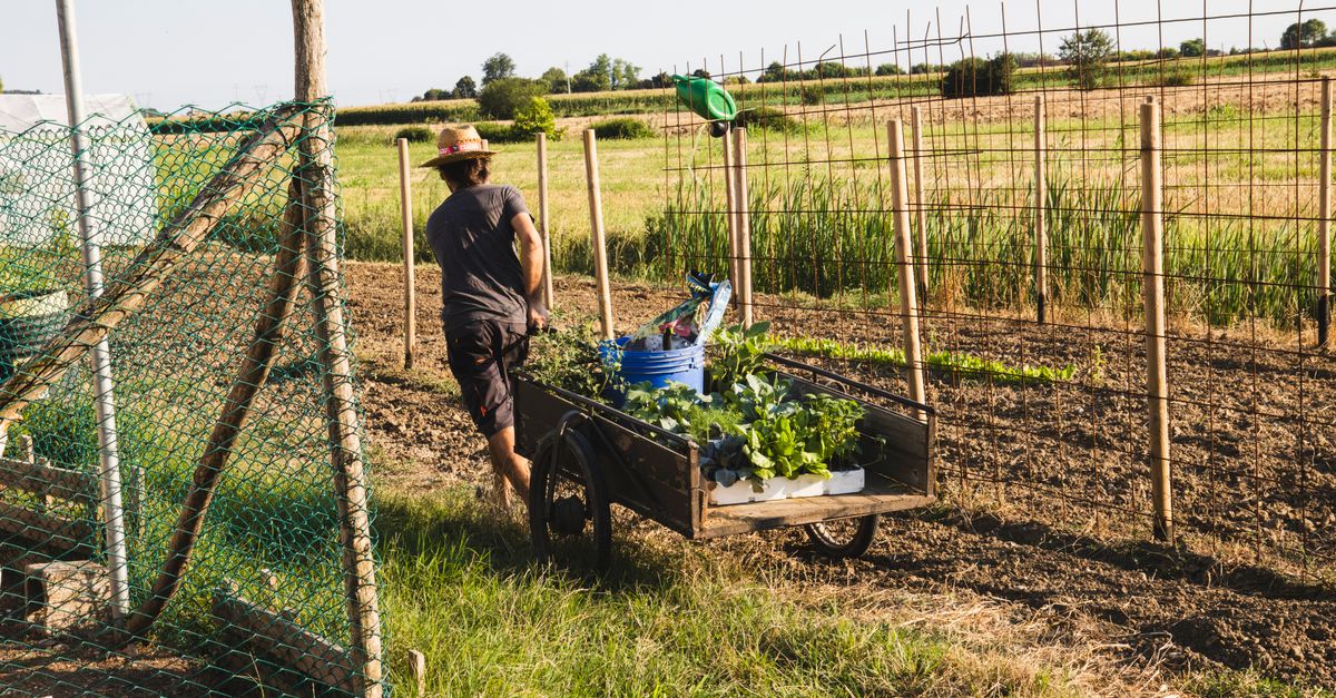 Come Creare un Giardino Verticale