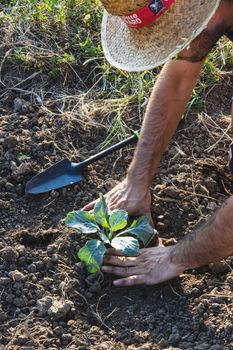 Man planting a young seedling in the soil with a shovel in a garden.
