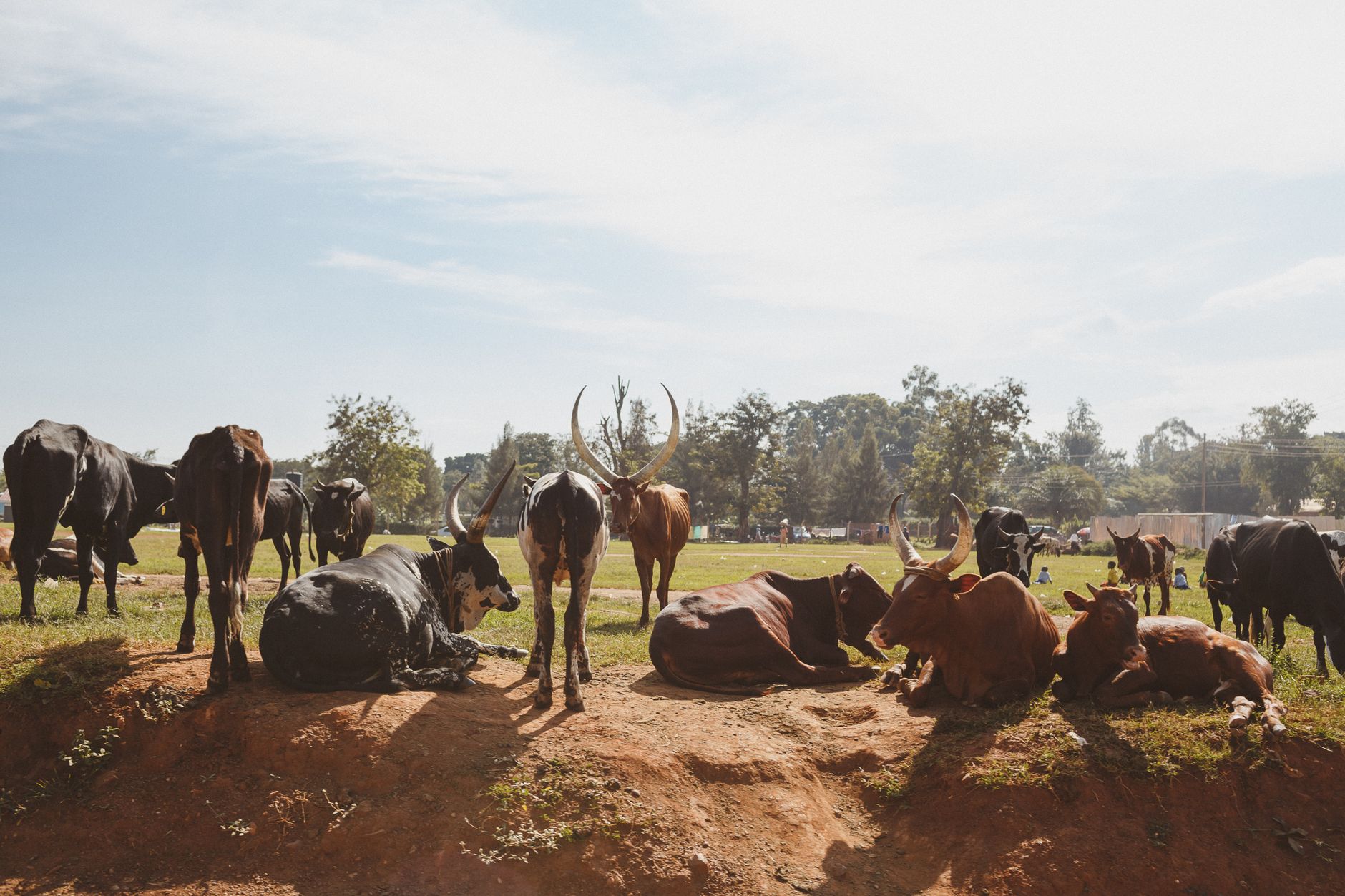 A $250 Million Gambit to Reinvent African Livestock
