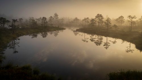 Free Captivating misty sunrise reflecting over a calm bog lake with silhouetted trees. Stock Photo