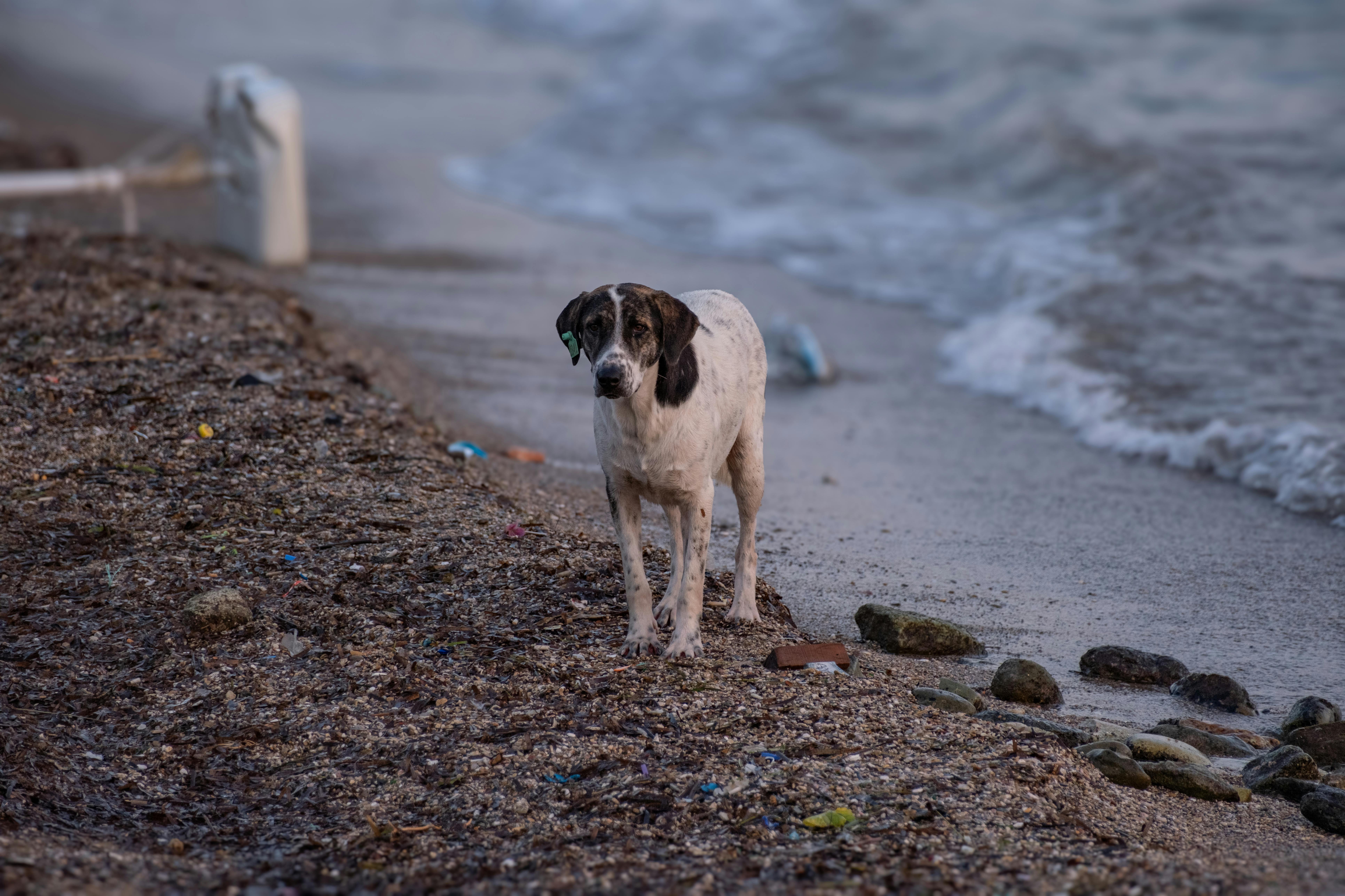 dog on a rocky beach