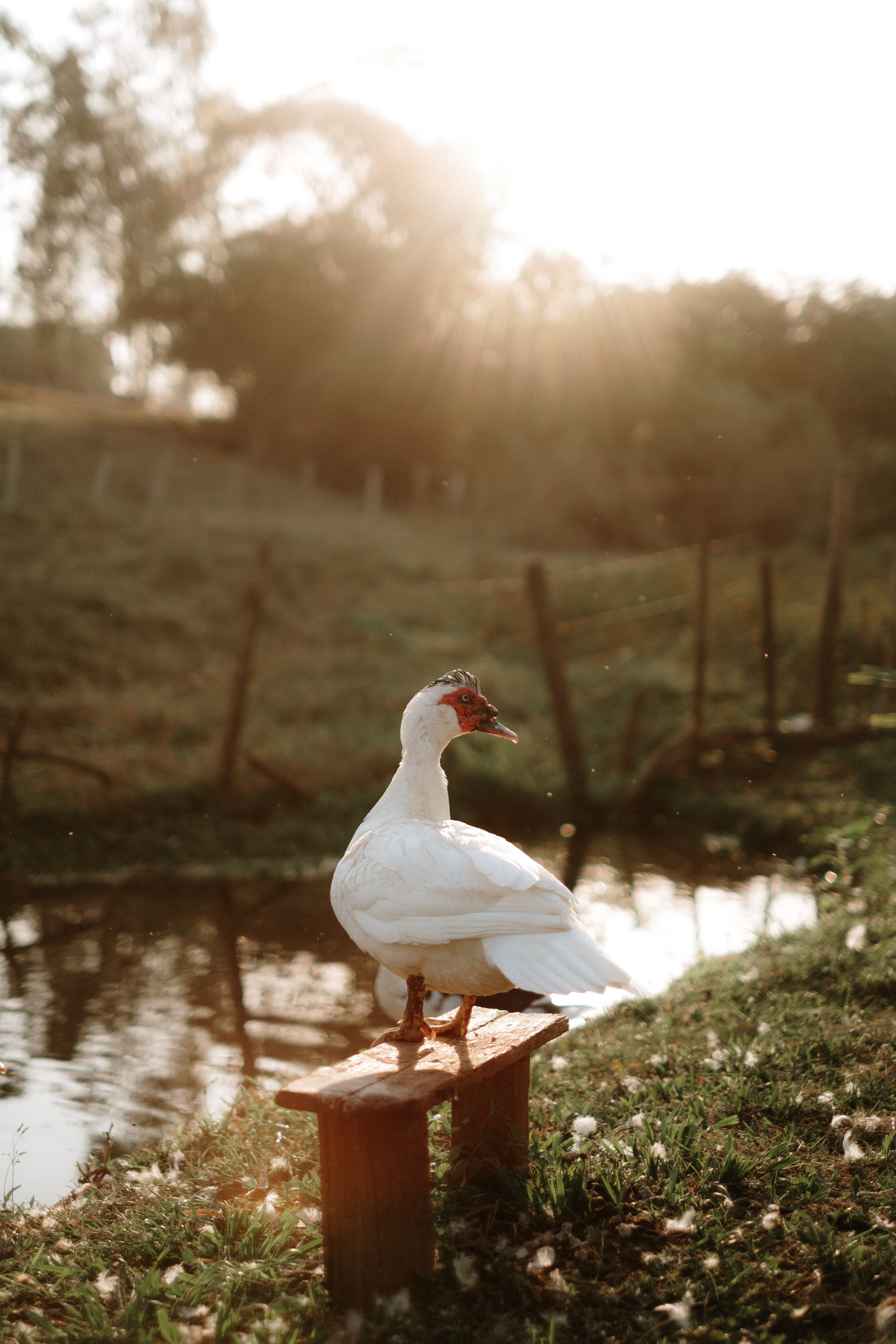 A serene Muscovy duck by a pond during sunset in Uchoa, Brazil.