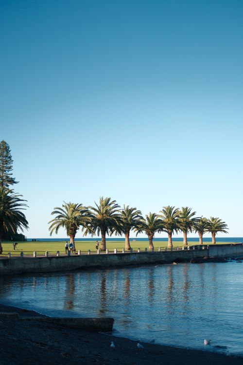 Free A relaxing view of palm trees lined along the ocean shore during a clear sunset, perfect for leisure and travel themes. Stock Photo