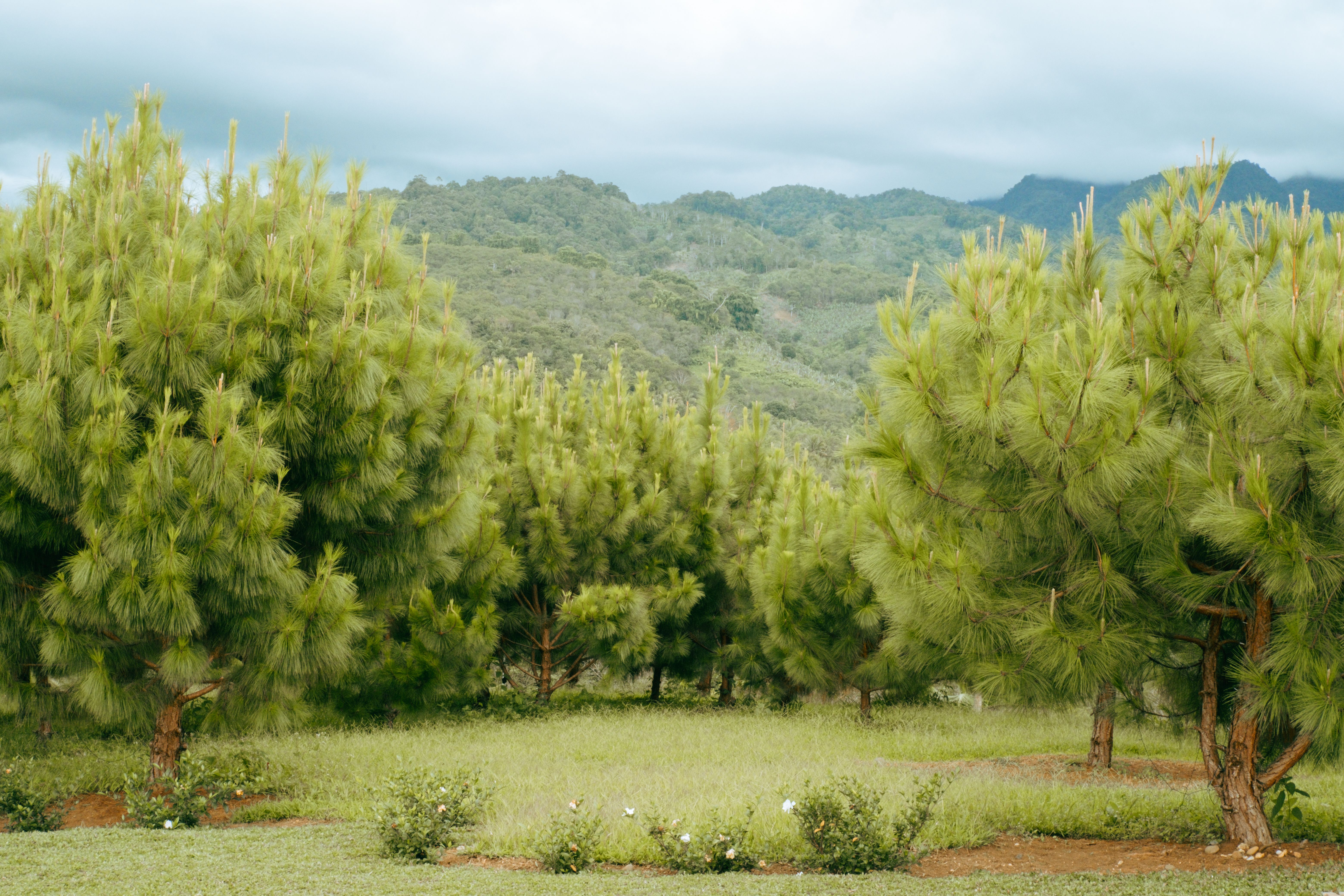 Marcala town square with pine-covered hills behind in the Honduran coffee highlands