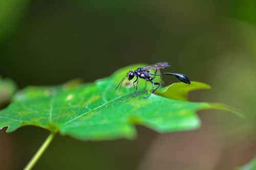 Free A black wasp resting on a vibrant green leaf, captured outdoors in a natural setting. Stock Photo
