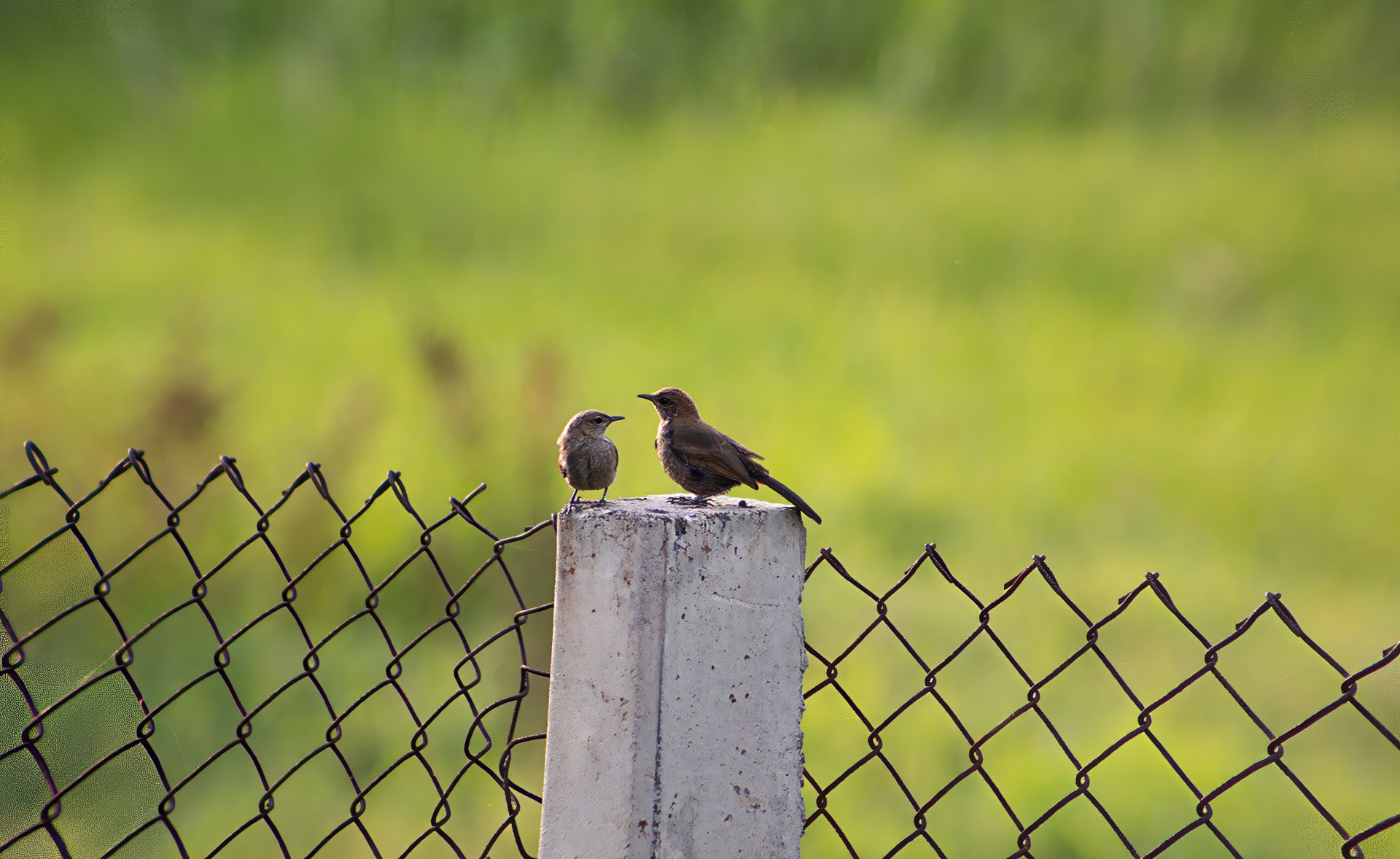 Two blackbirds sitting on a concrete post amidst a wire fence in a lush green outdoor setting symbolizing freedom.