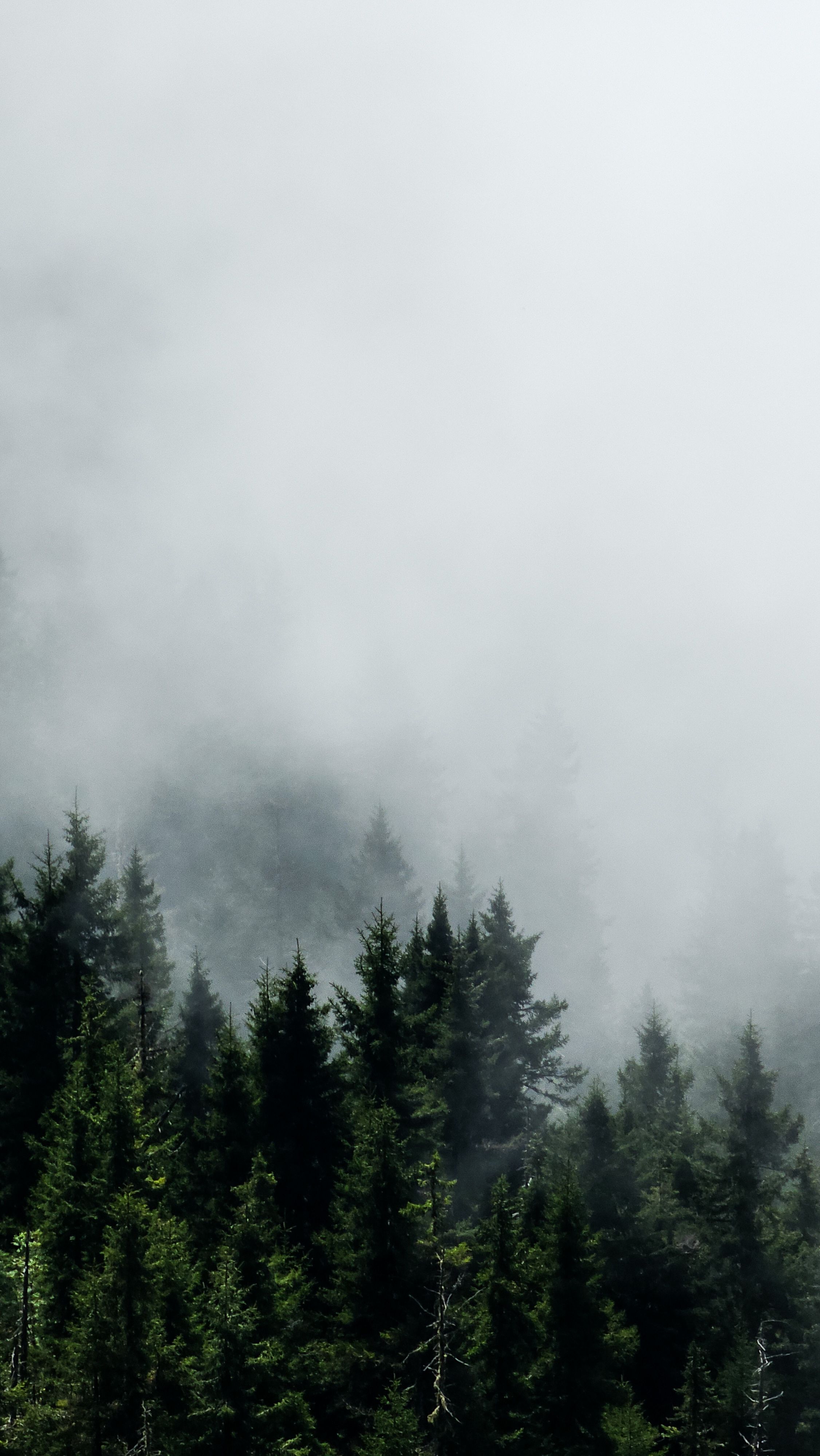 Fotomural Serena mañana neblinosa sobre un denso bosque de coníferas que crea un ambiente tranquilo y misterioso.