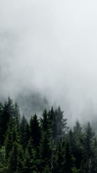 Serene misty morning over a dense coniferous forest creating a tranquil and mysterious mood.