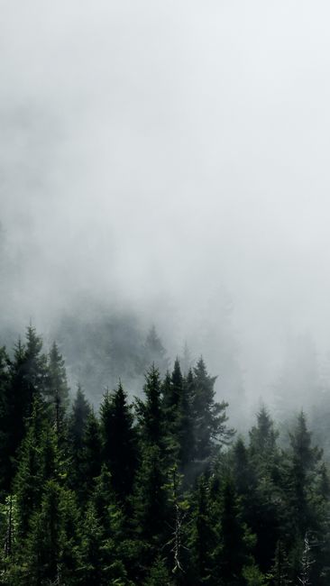 Fotomural Serena mañana neblinosa sobre un denso bosque de coníferas que crea un ambiente tranquilo y misterioso.