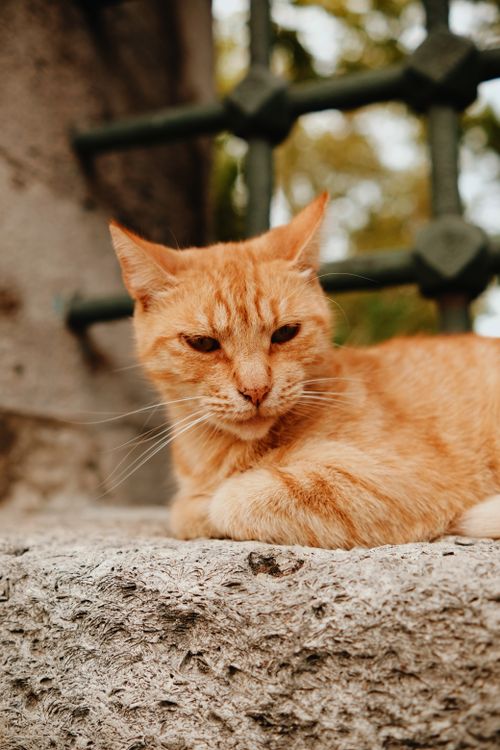 Free Ginger cat with expressive eyes relaxing on a stone wall outdoors Stock Photo