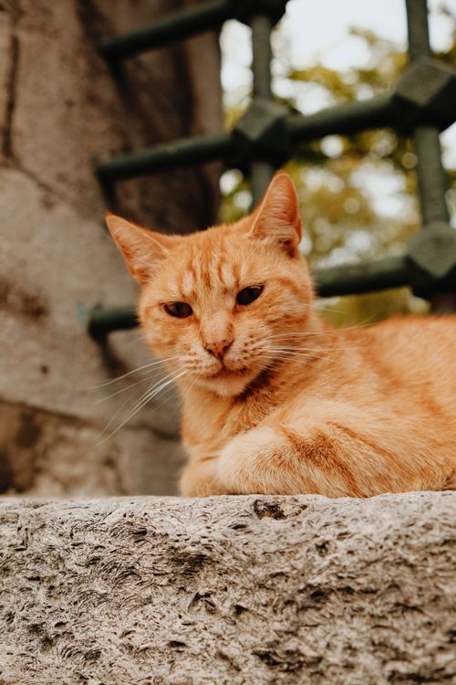 Free A ginger cat with striking eyes relaxing on a stone wall in an outdoor setting. Stock Photo