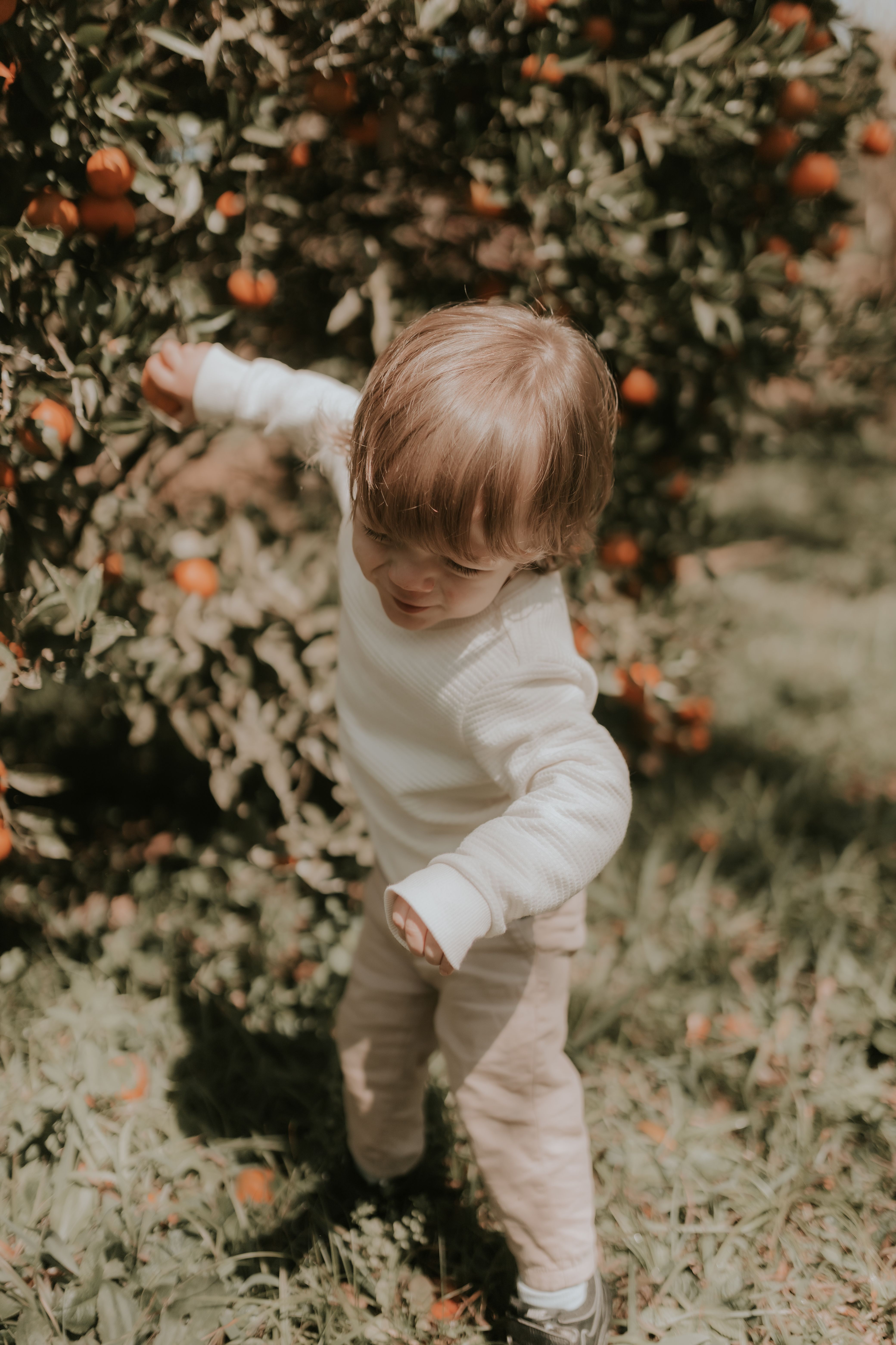 A young child joyfully plays and explores an orange orchard, captured in warm sunlight.