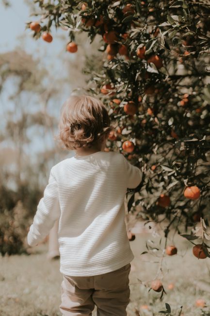 A young child reaching for oranges on a tree during a sunny fall day outdoors.