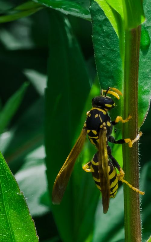 Free Paper wasp Stock Photo