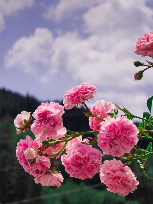Free Bulgarian rose Stock Photo