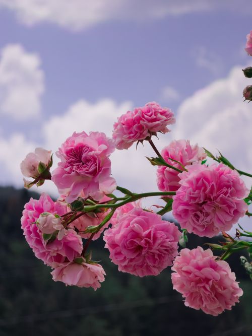 Free Bulgarian rose Stock Photo