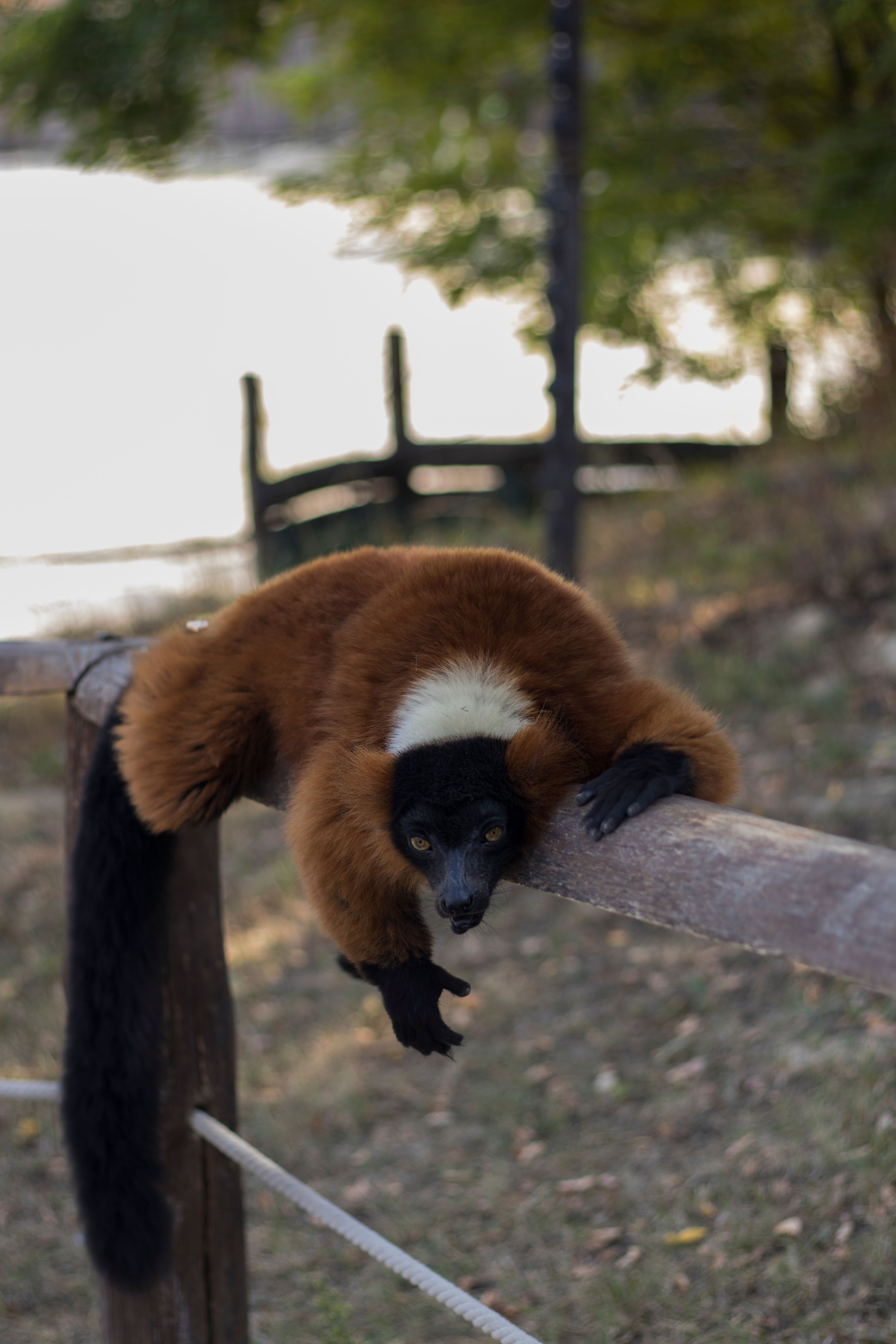 A brown and black lemur · Free Stock Photo