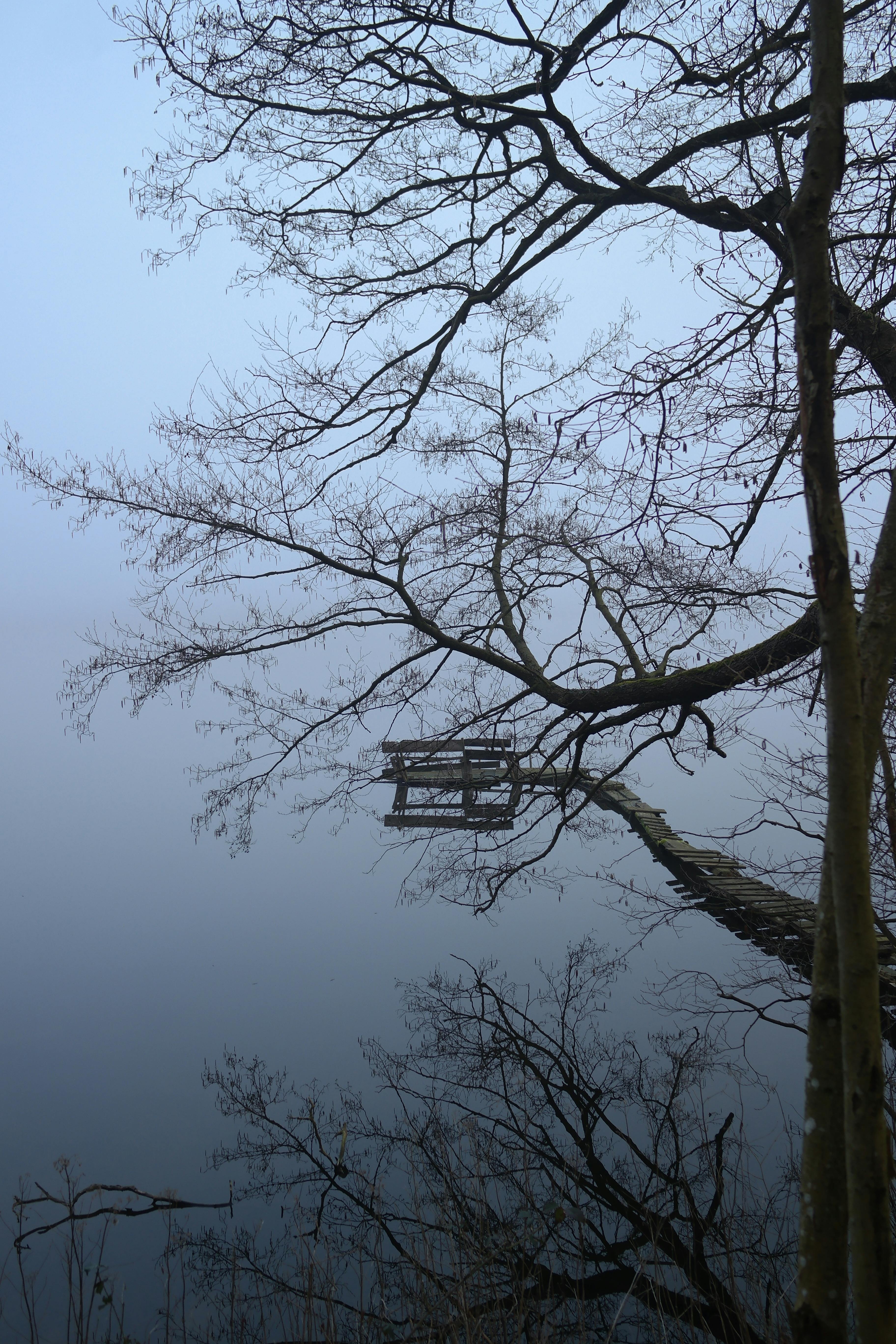 a bench on a foggy lake with trees