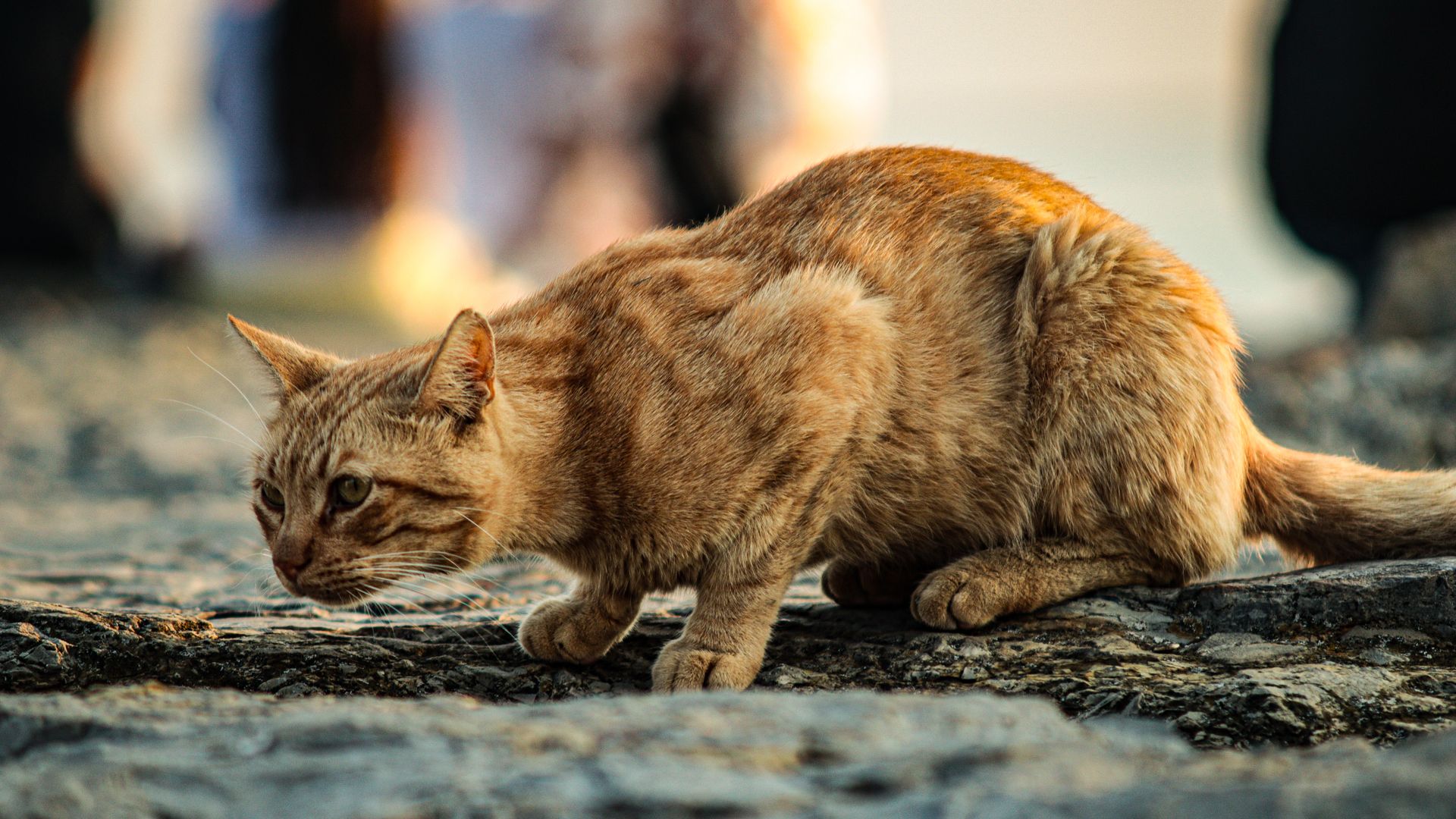 modafinil alertness: Guide A ginger cat crouched on rocks, intently focused, conveying curiosity — modafinil alertness
