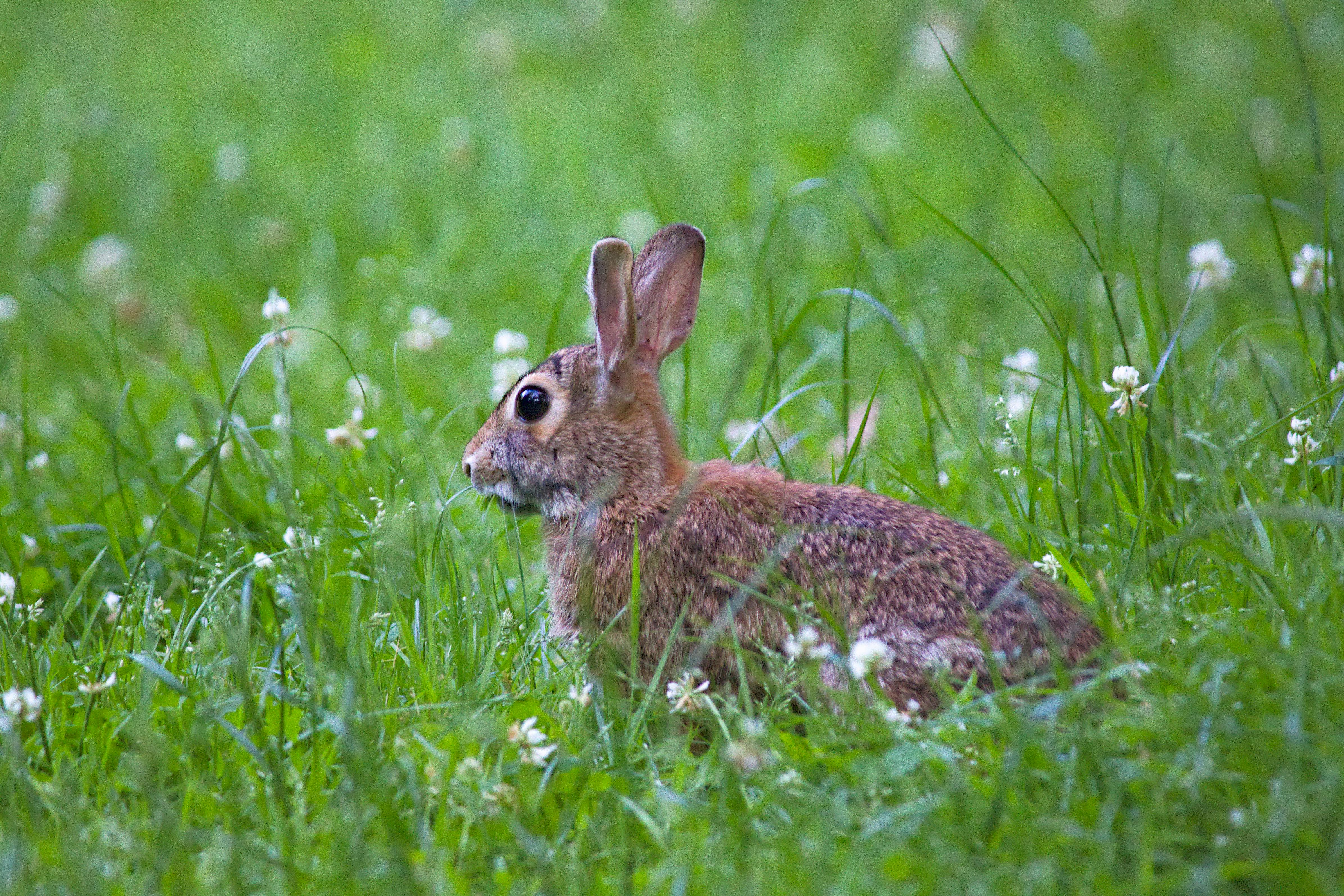 a rabbit sitting in the grass with flowers