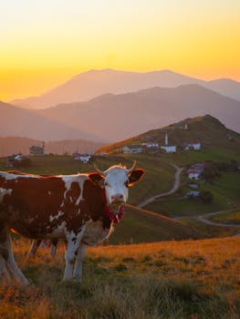 A beautiful countryside landscape with a cow at sunset, showcasing nature's beauty.