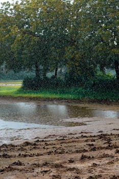 Lush green landscape during rainfall in Sanand, showcasing vibrant nature and calm atmosphere.