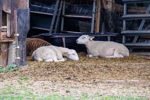 Agrodome shearing show — Rotorua