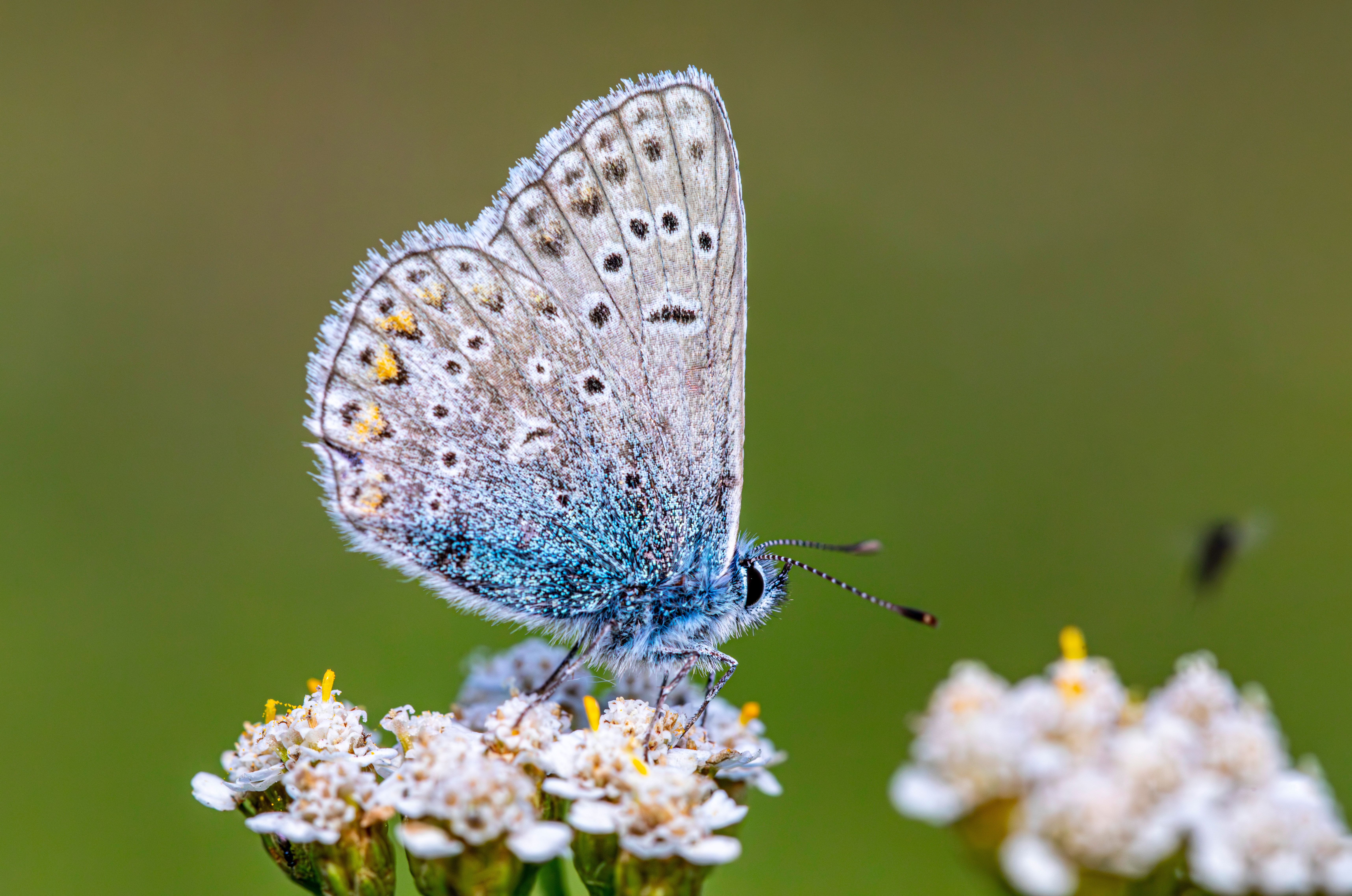 A blue butterfly sitting on top of some flowers · Free Stock Photo