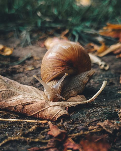 Free A garden snail slowly moves over a fallen leaf on the forest floor during autumn. Stock Photo