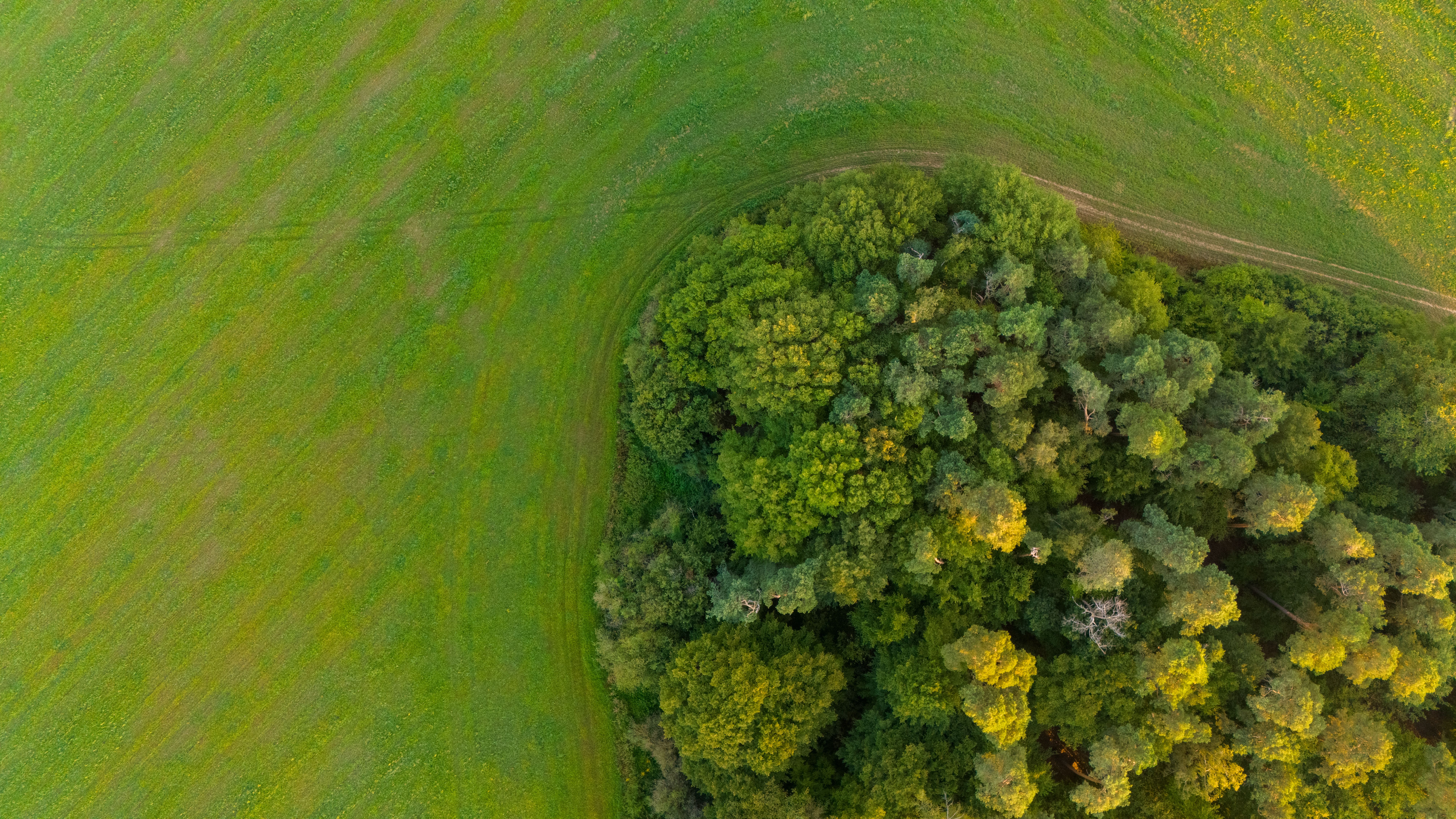 Aerial view of a green field with trees · Free Stock Photo