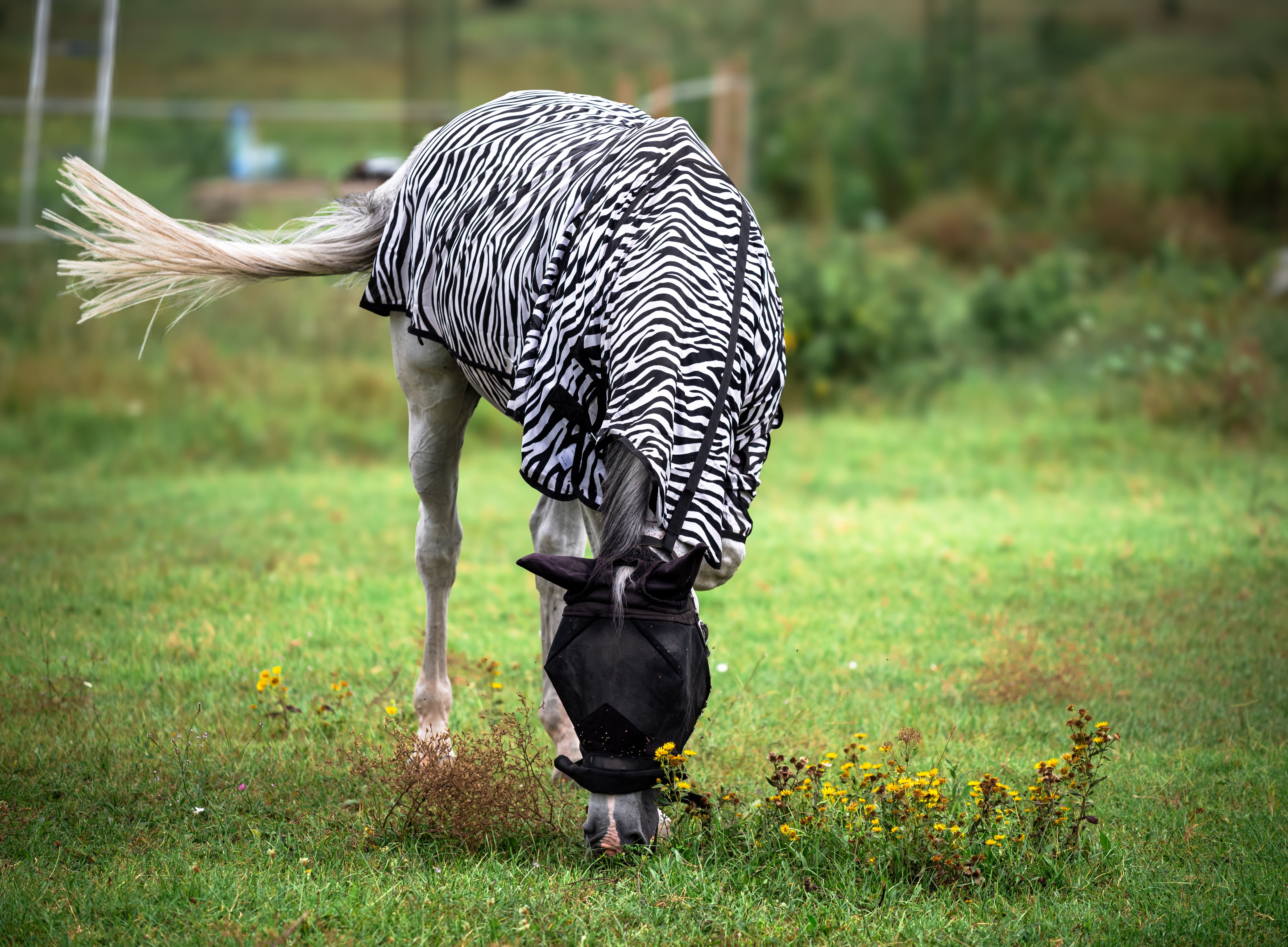 A horse wearing a zebra print blanket grazes in a lush green field on a summer day.