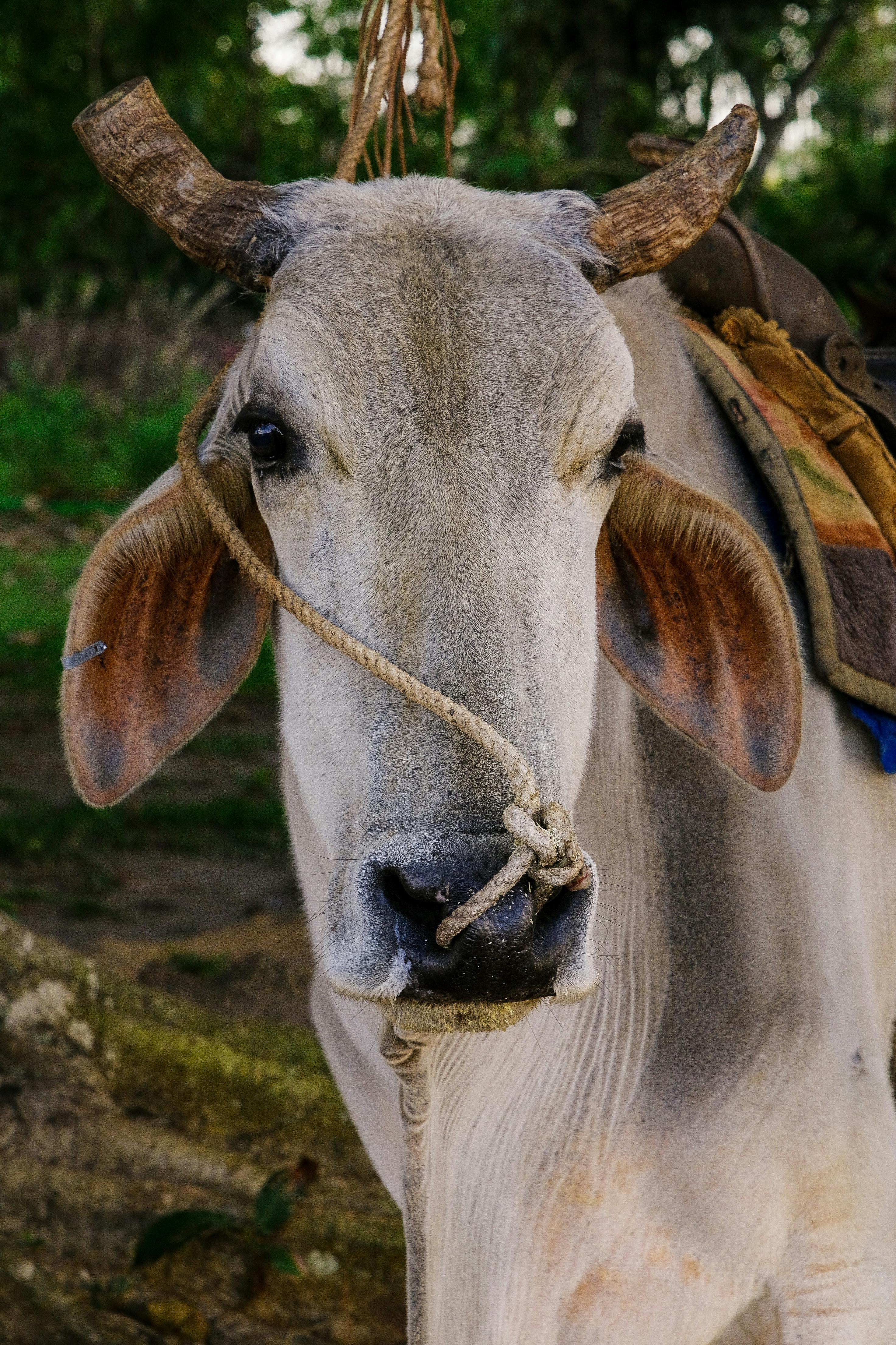 a cow with a long horn on its head