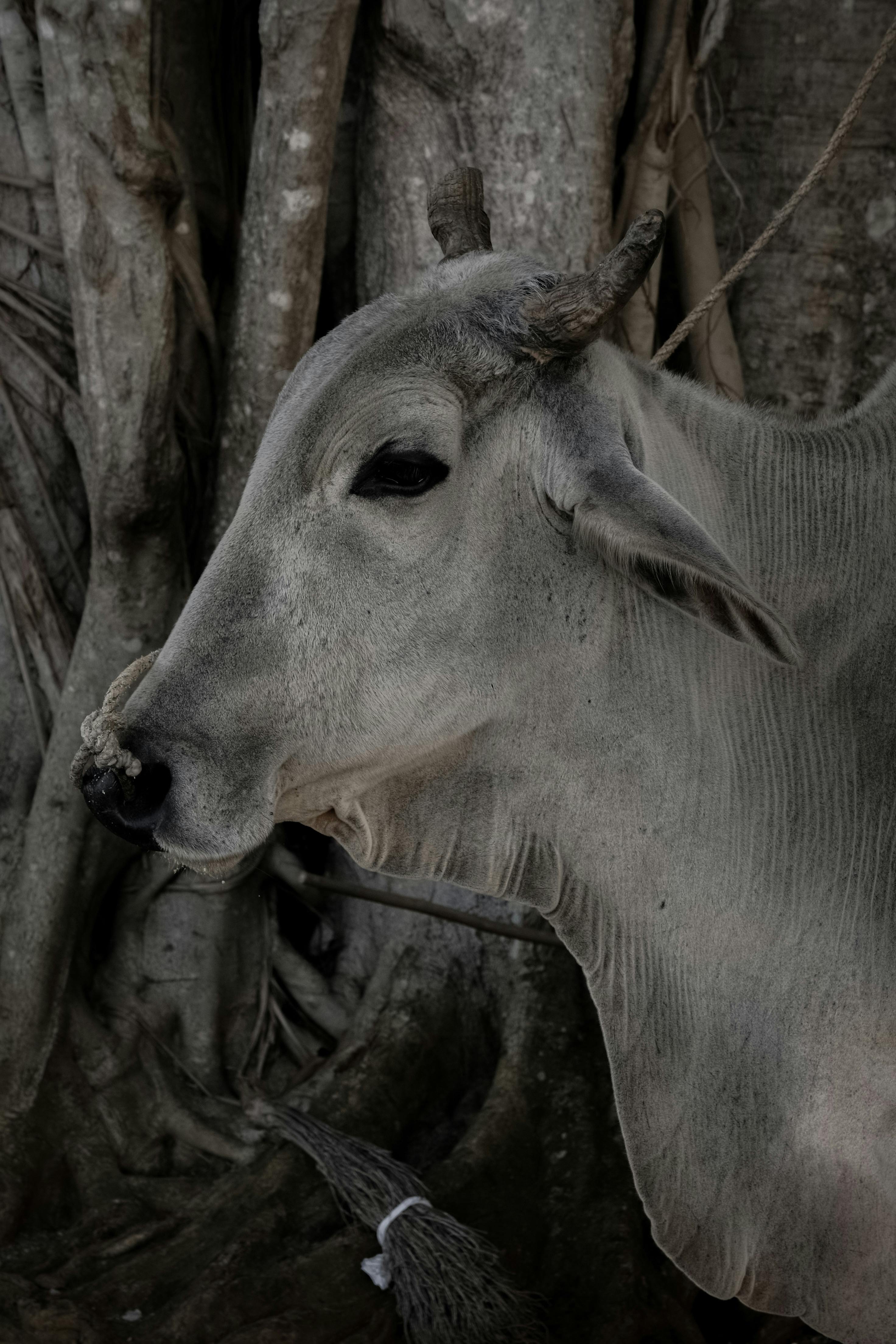 grátis Foto profissional grátis de agricultura, animais selvagens, animal Foto profissional