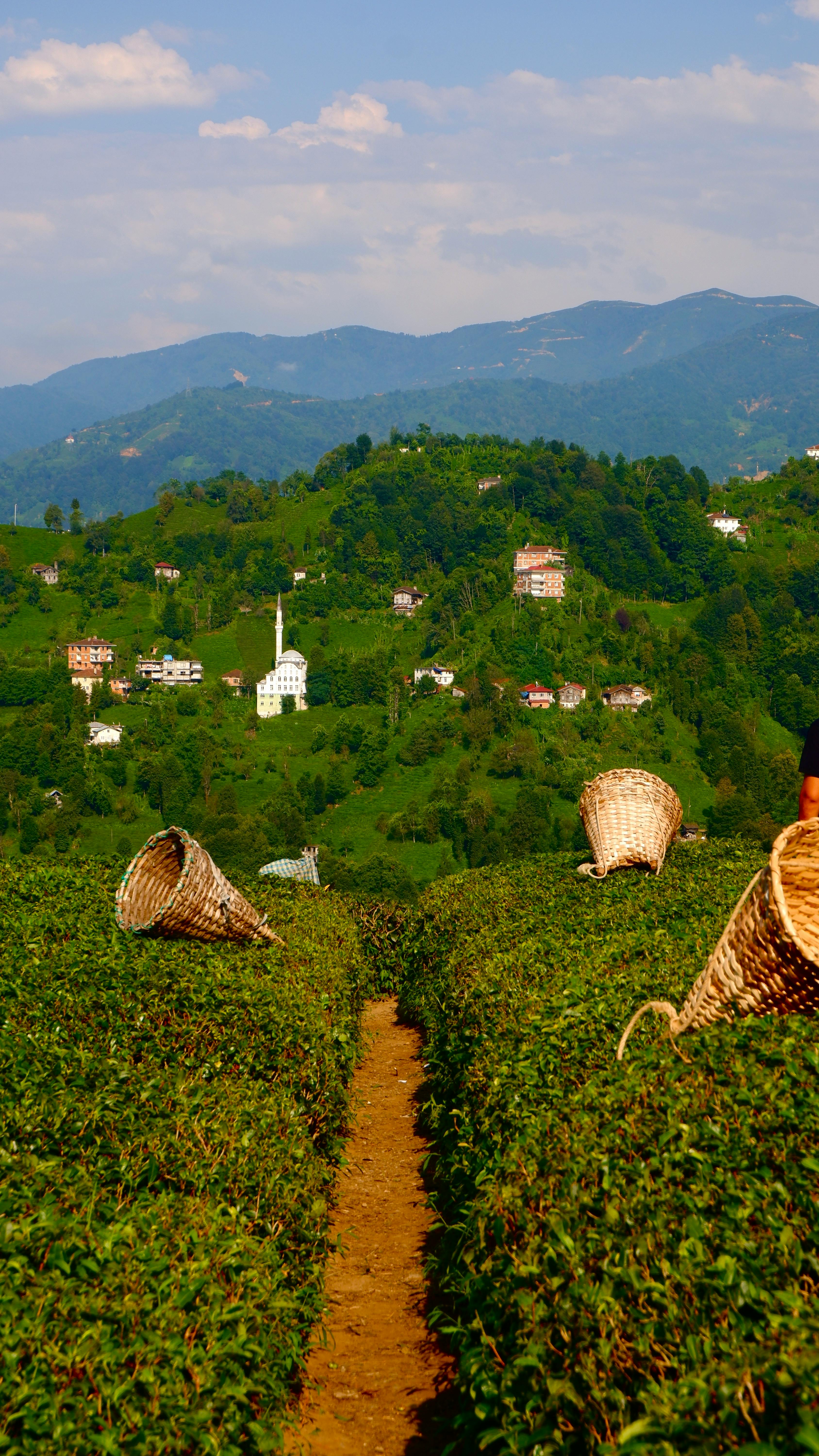 Karadeniz Çay Bahçesi