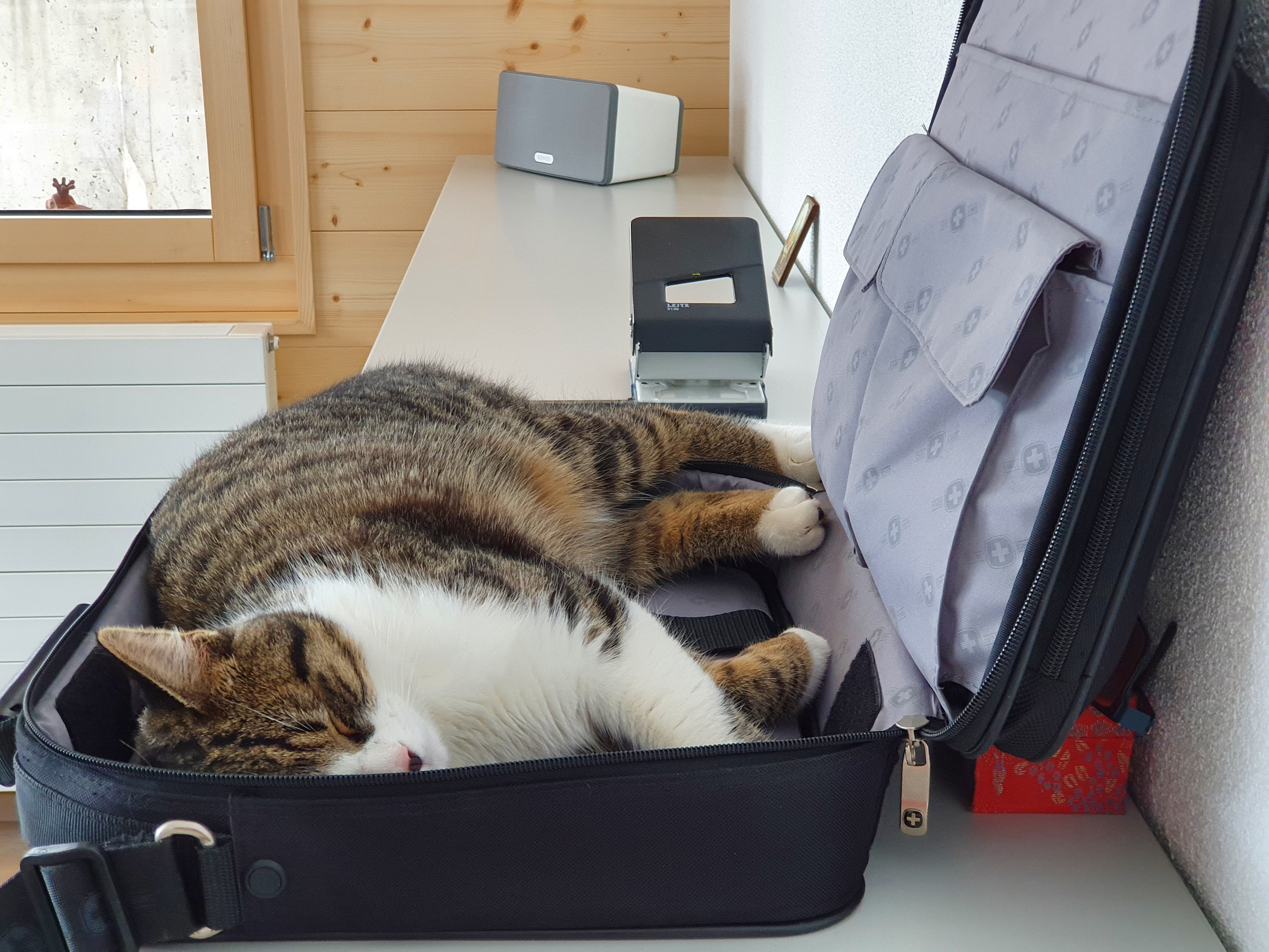 pet technology jobs — Photo by Svetlana Bützberger on Pexels