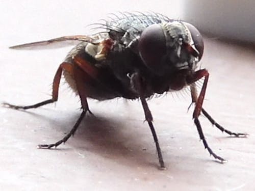 Gratis arkivbilde med antenne, flue, insekt