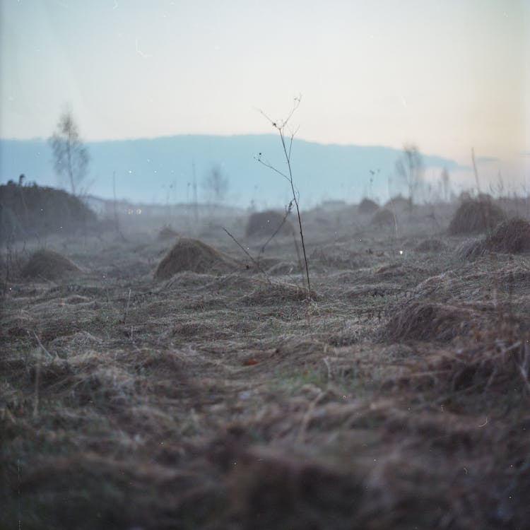 Dried Grass Growing On Barren Field