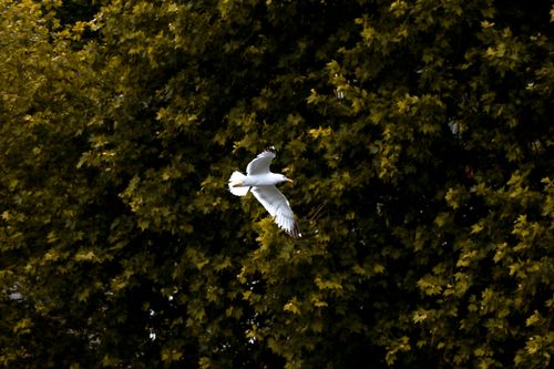 Free A seagull soaring gracefully over lush green trees, capturing flight in nature. Stock Photo