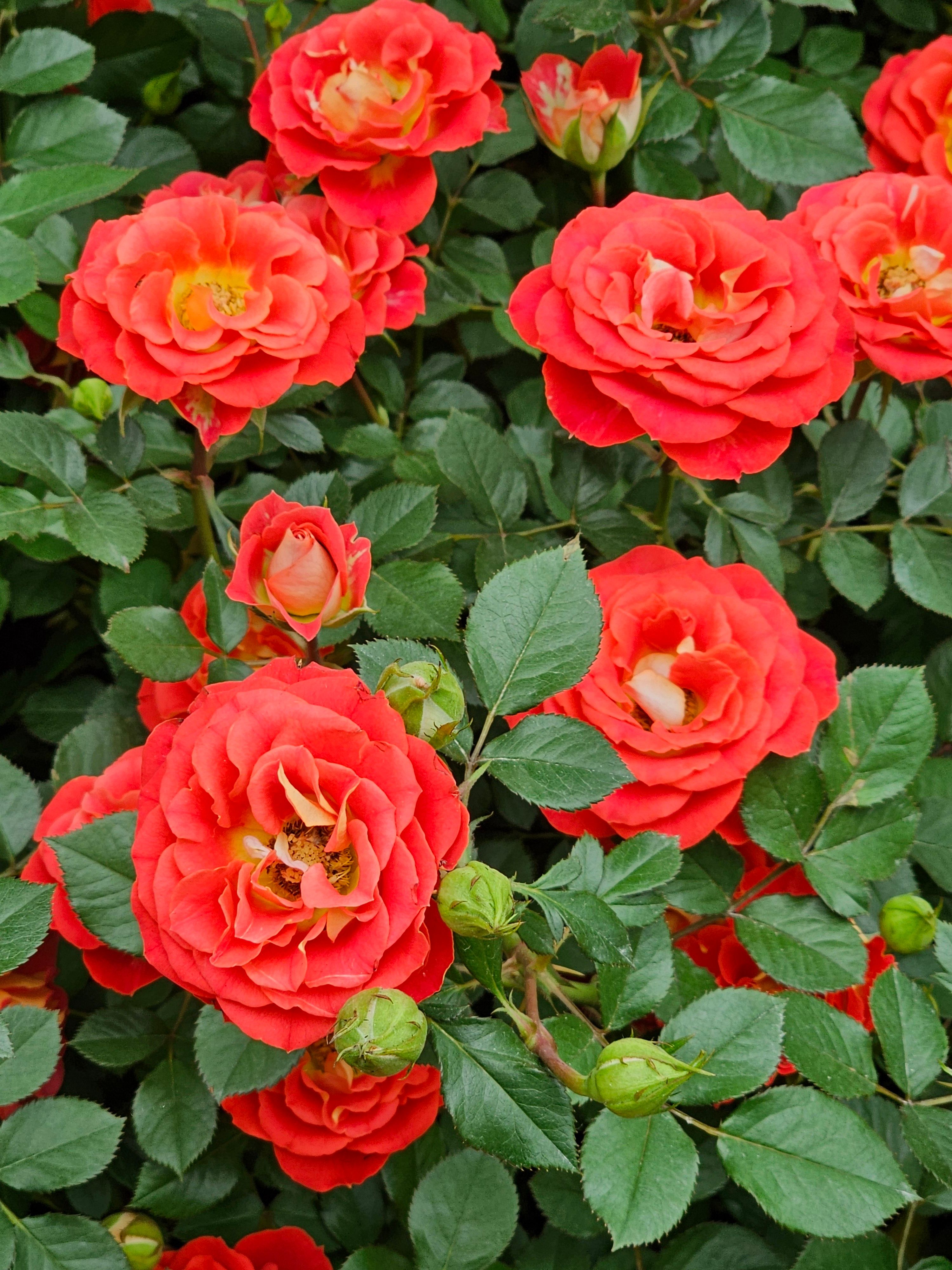 A bush of red roses with green leaves · Free Stock Photo