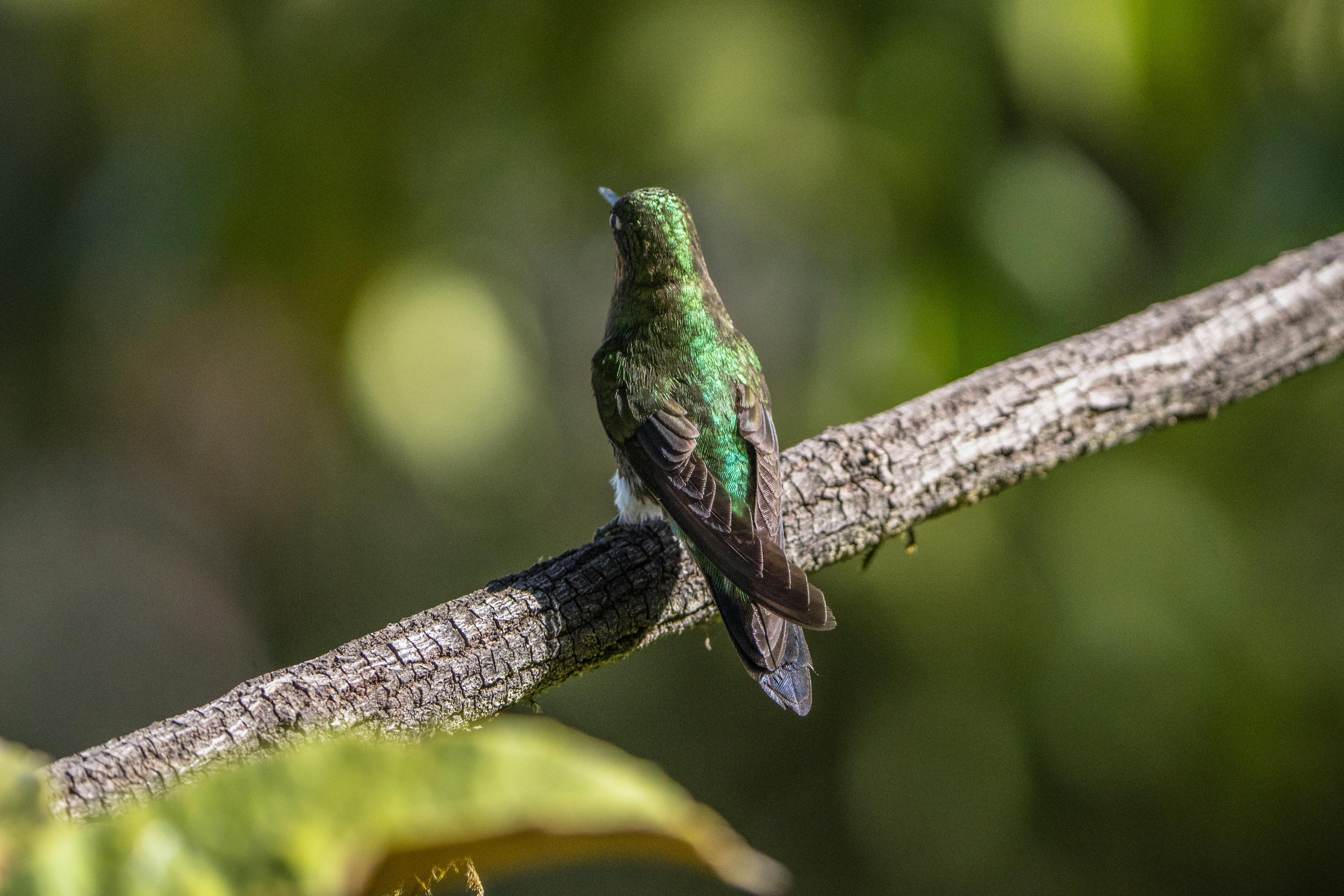 colibri