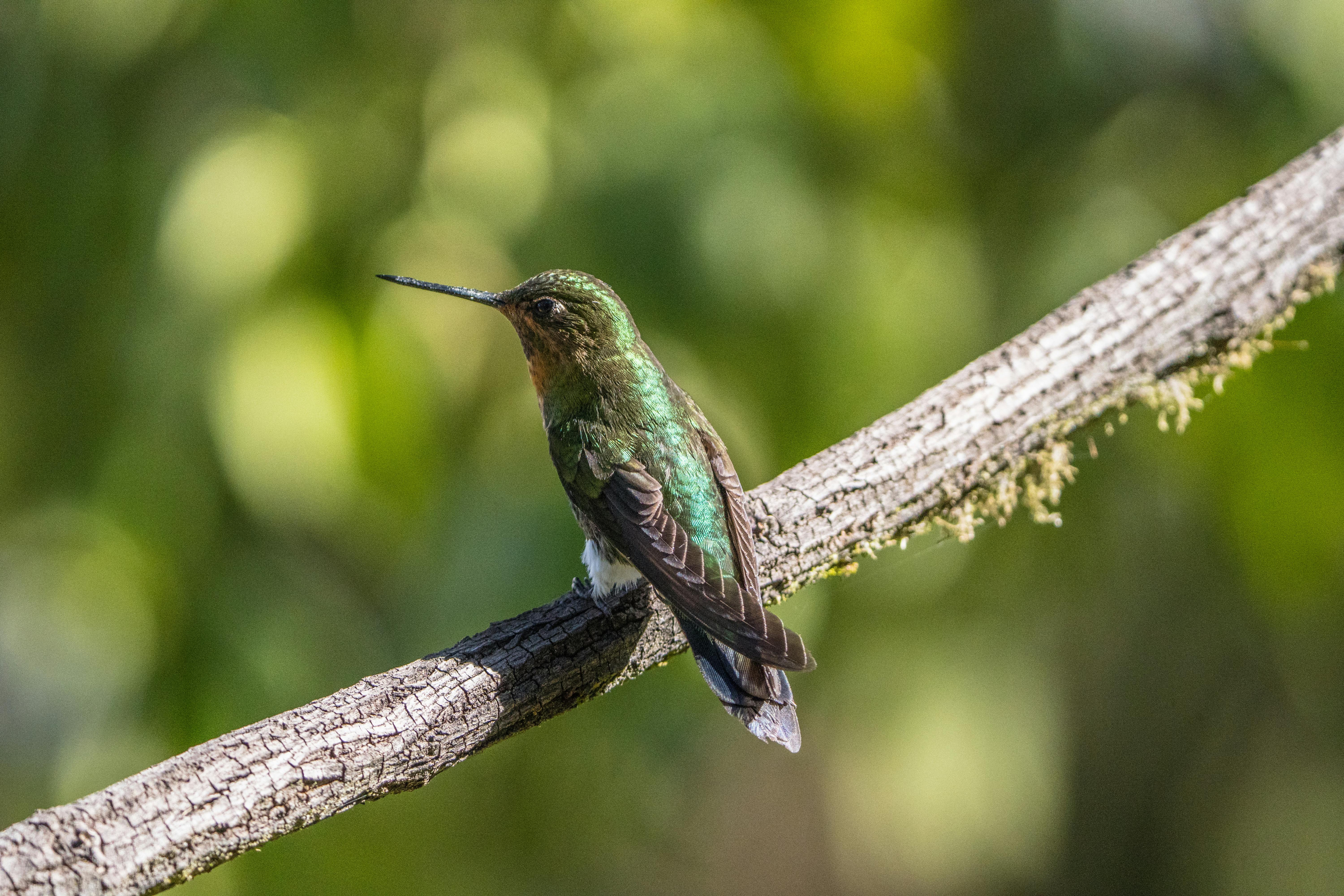 colibri