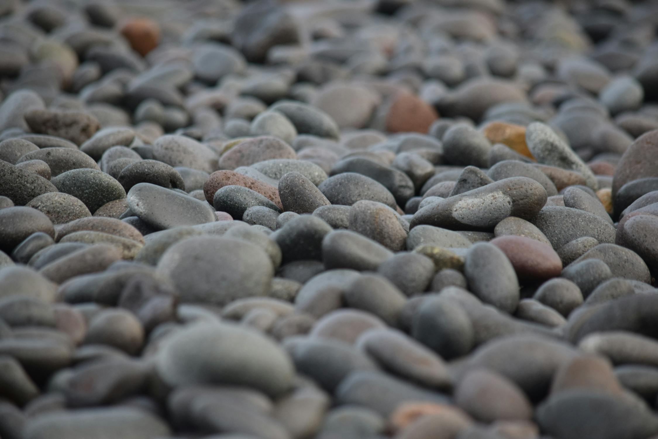 Wild tea leaves Wild tea leaves