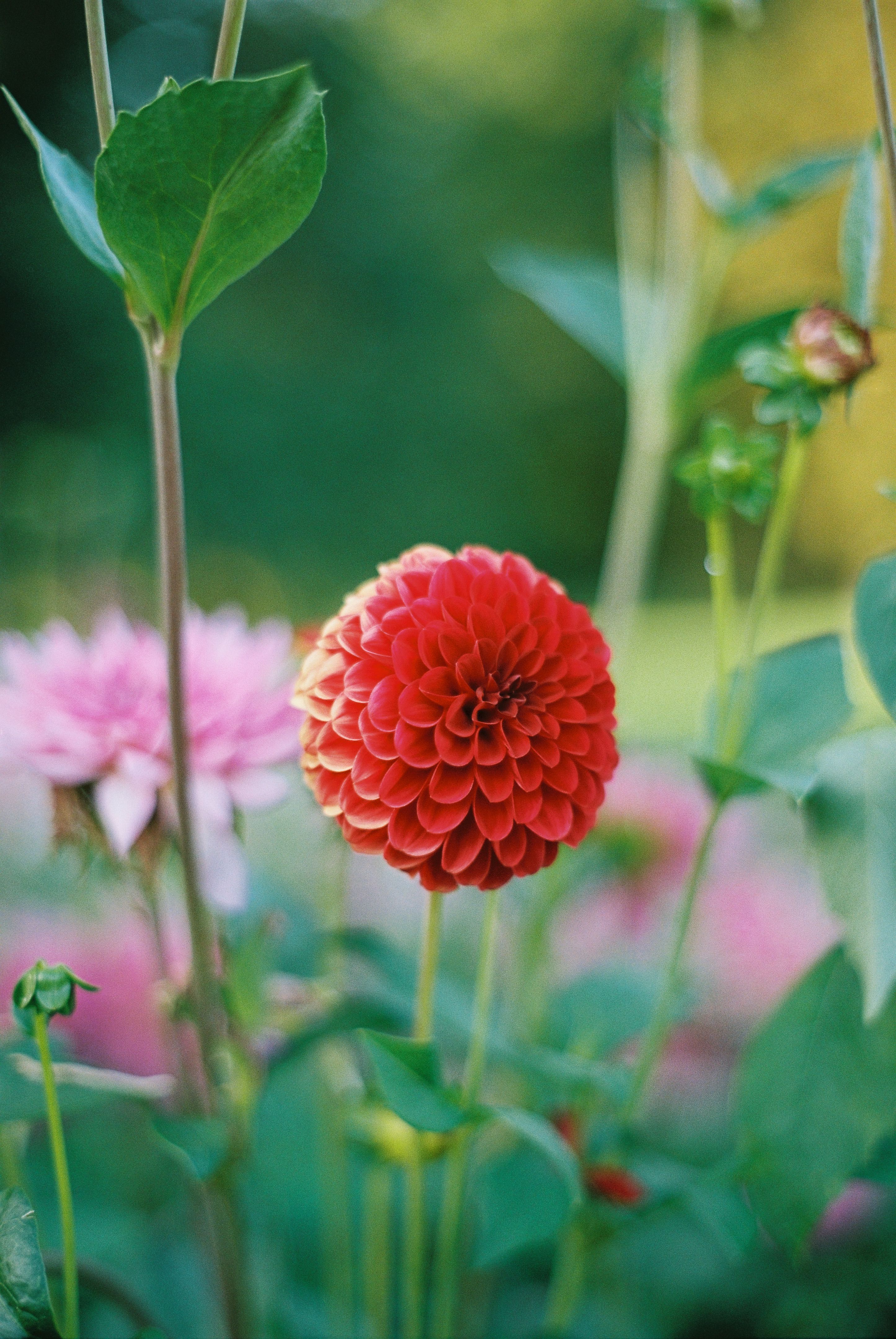 Fotomural Primer plano de una vibrante dalia roja en plena floración entre el follaje verde en un jardín de verano.
