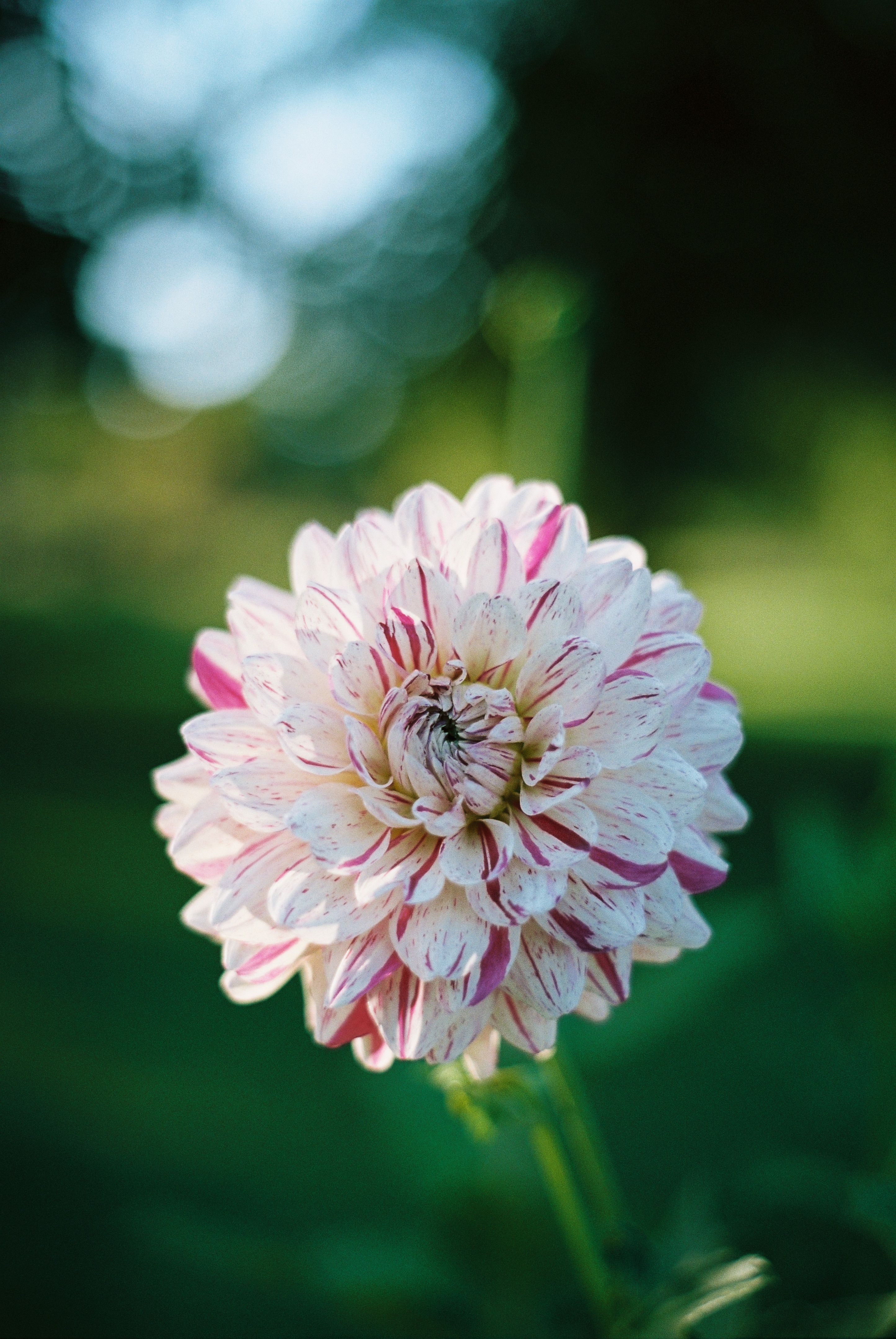 Fotomural Un acercamiento vívido de una sola flor de dalia blanca y rosa contra un fondo verde desenfocado.