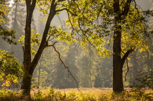 Free Golden sunlight filters through trees in a misty forest landscape, capturing autumn's beauty. Stock Photo