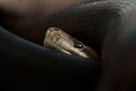 Cozy Snake